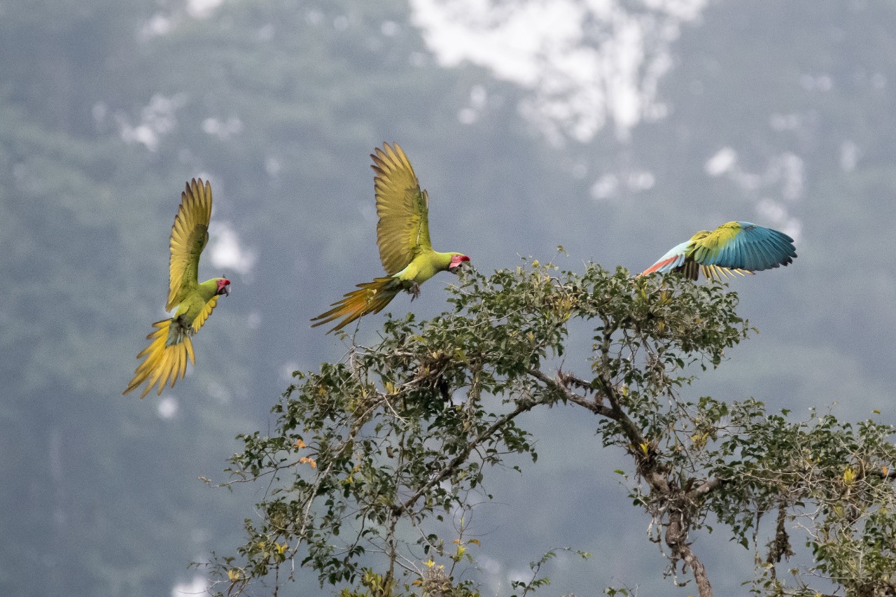 ¡Protegemos dos hábitats importantes del Guacamayo Verde Mayor!